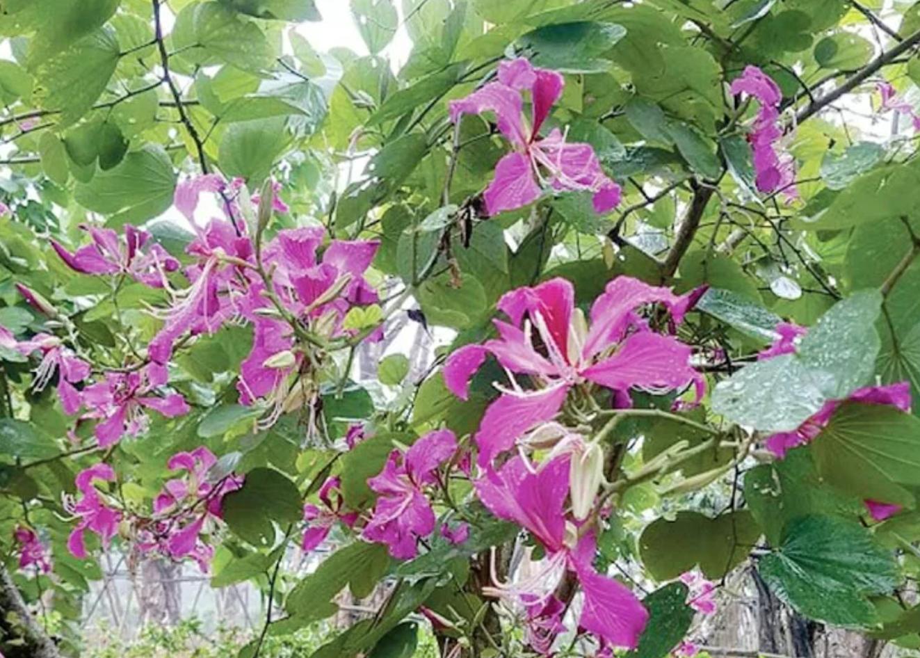 Cây Hoa Ban Hồng