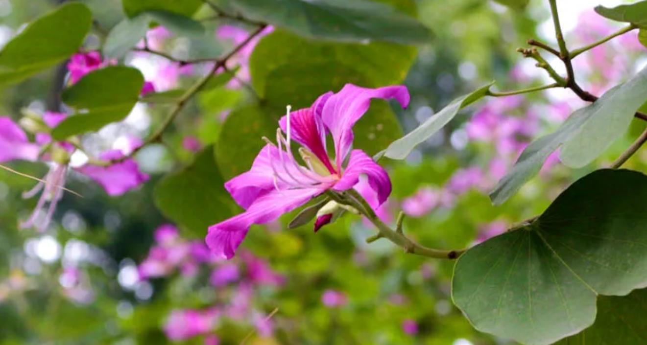 Cây Hoa Ban Hồng