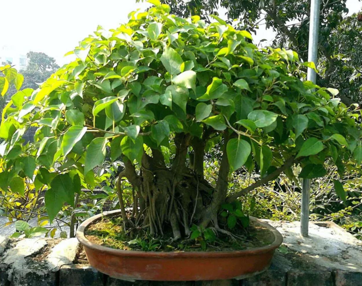 Cây Hoa Bồ Đề 