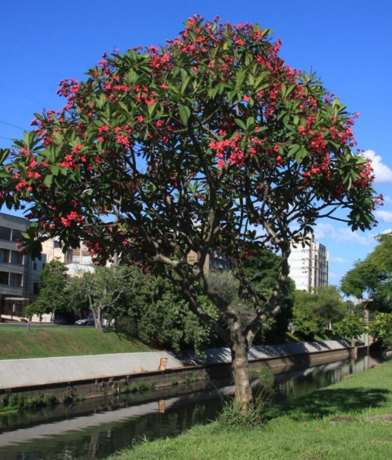 Cây Hoa Đại Đỏ 