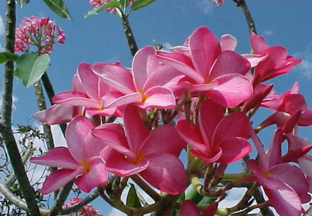 Cây Hoa Đại Đỏ 
