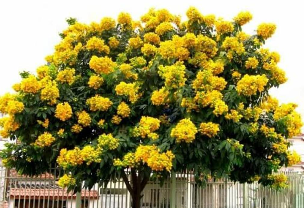 Cây Hoa Giáng Hương 