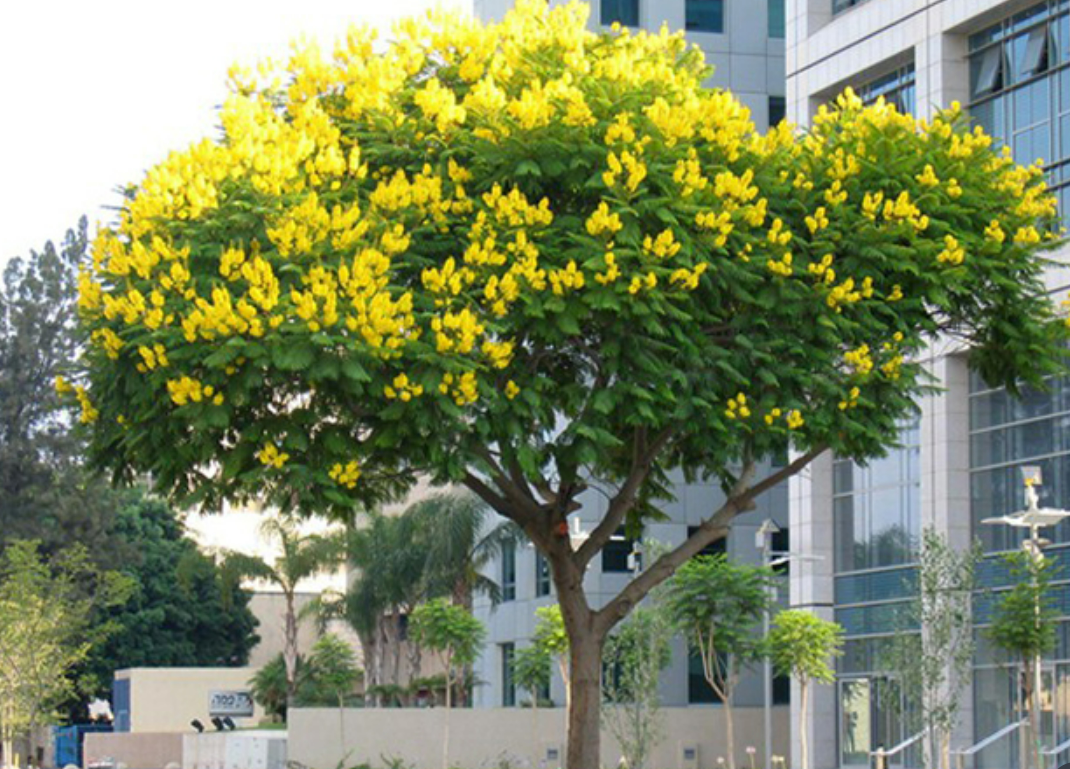 Cây Hoa Giáng Hương 