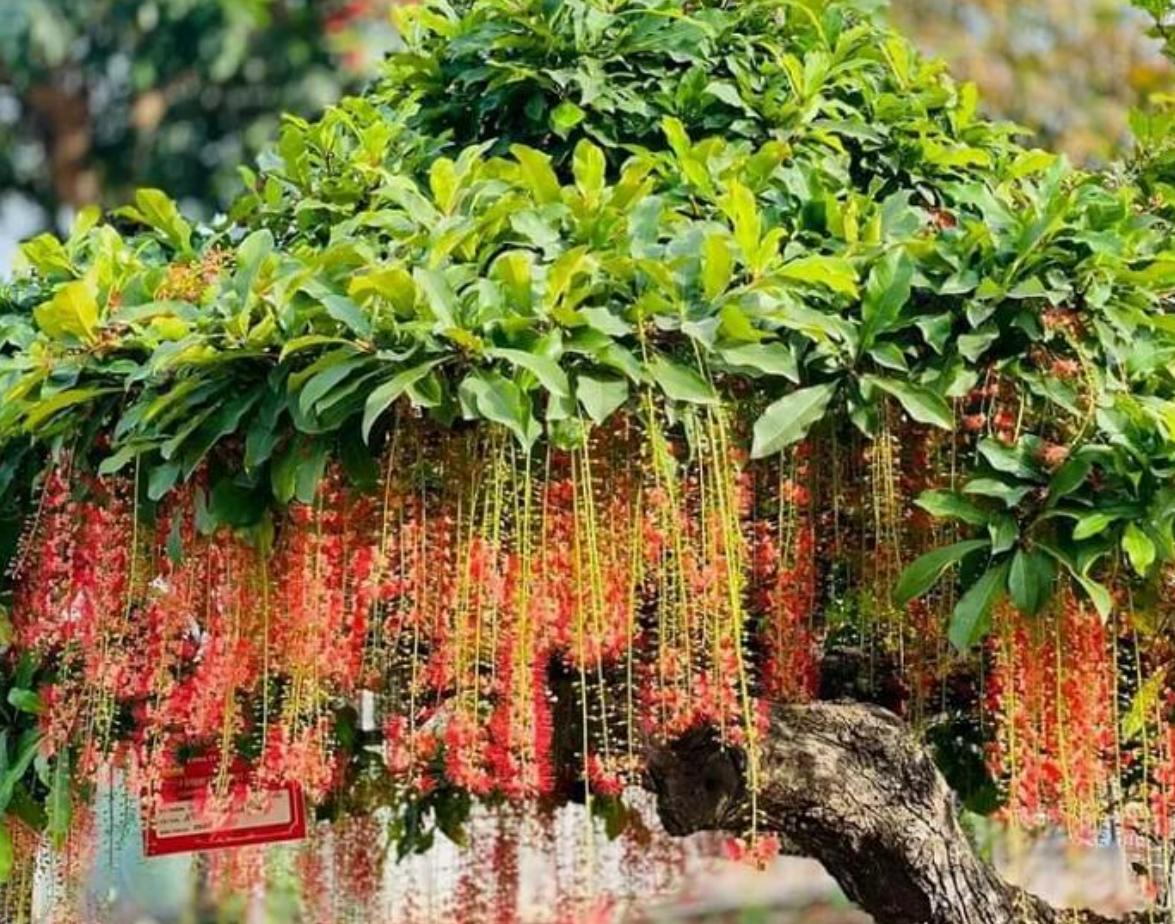 Cây Hoa Lộc Vừng