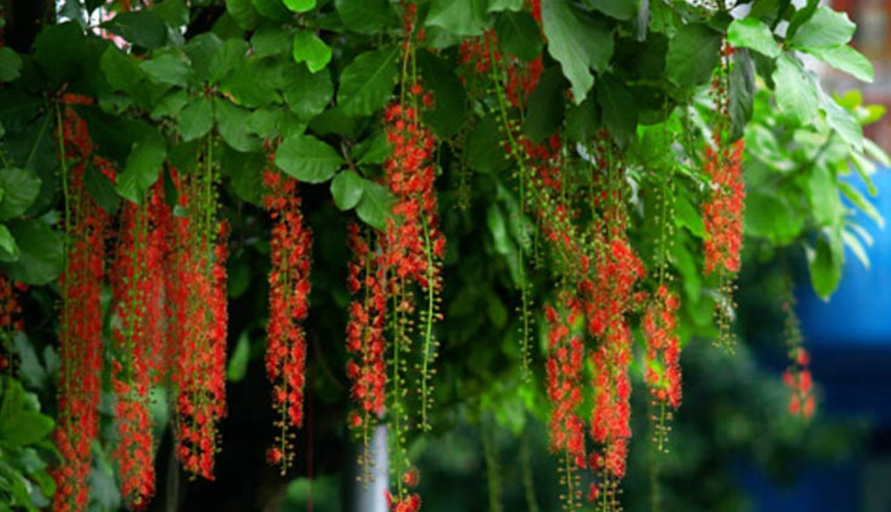 Cây Hoa Lộc Vừng