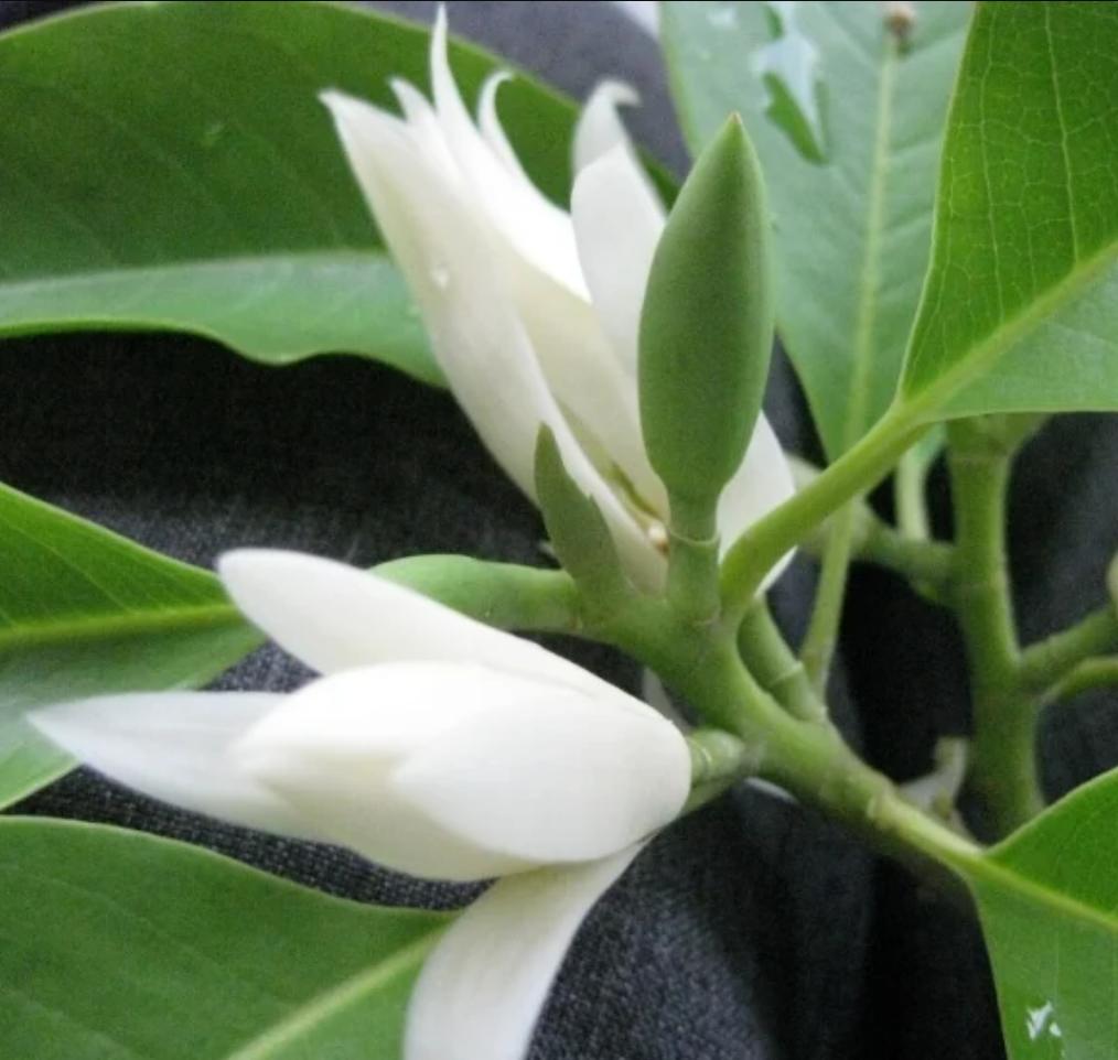 Cây Hoa Ngọc Lan 