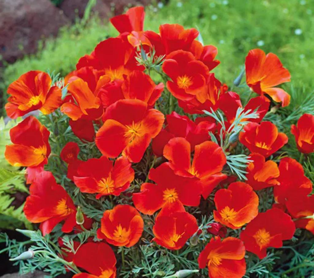 Cây hoa eschscholzia