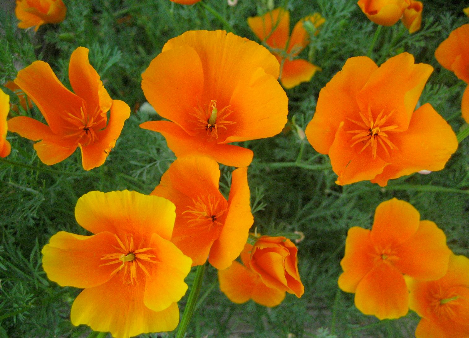 Cây hoa eschscholzia