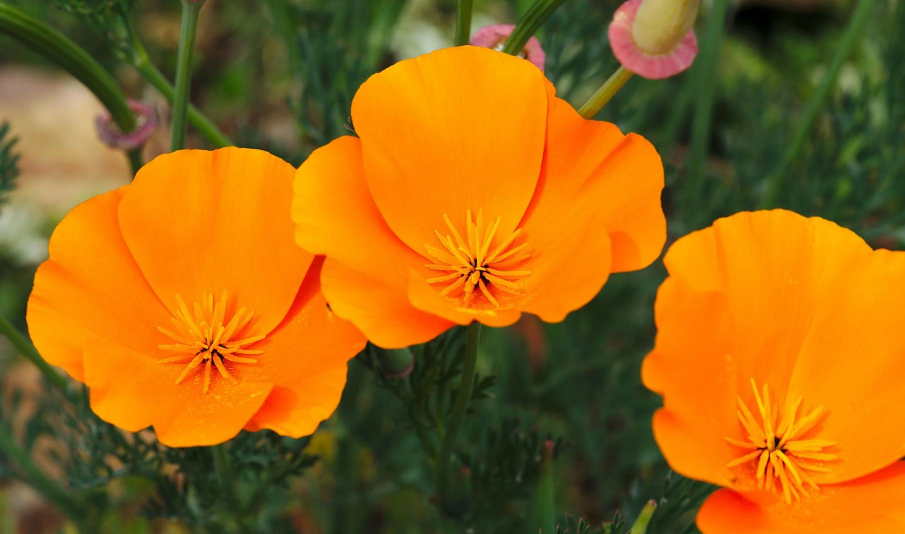 Cây hoa eschscholzia