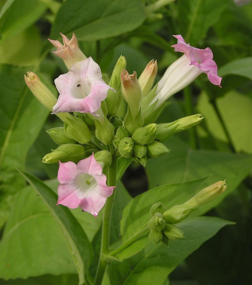 Cây hoa nicotiana 