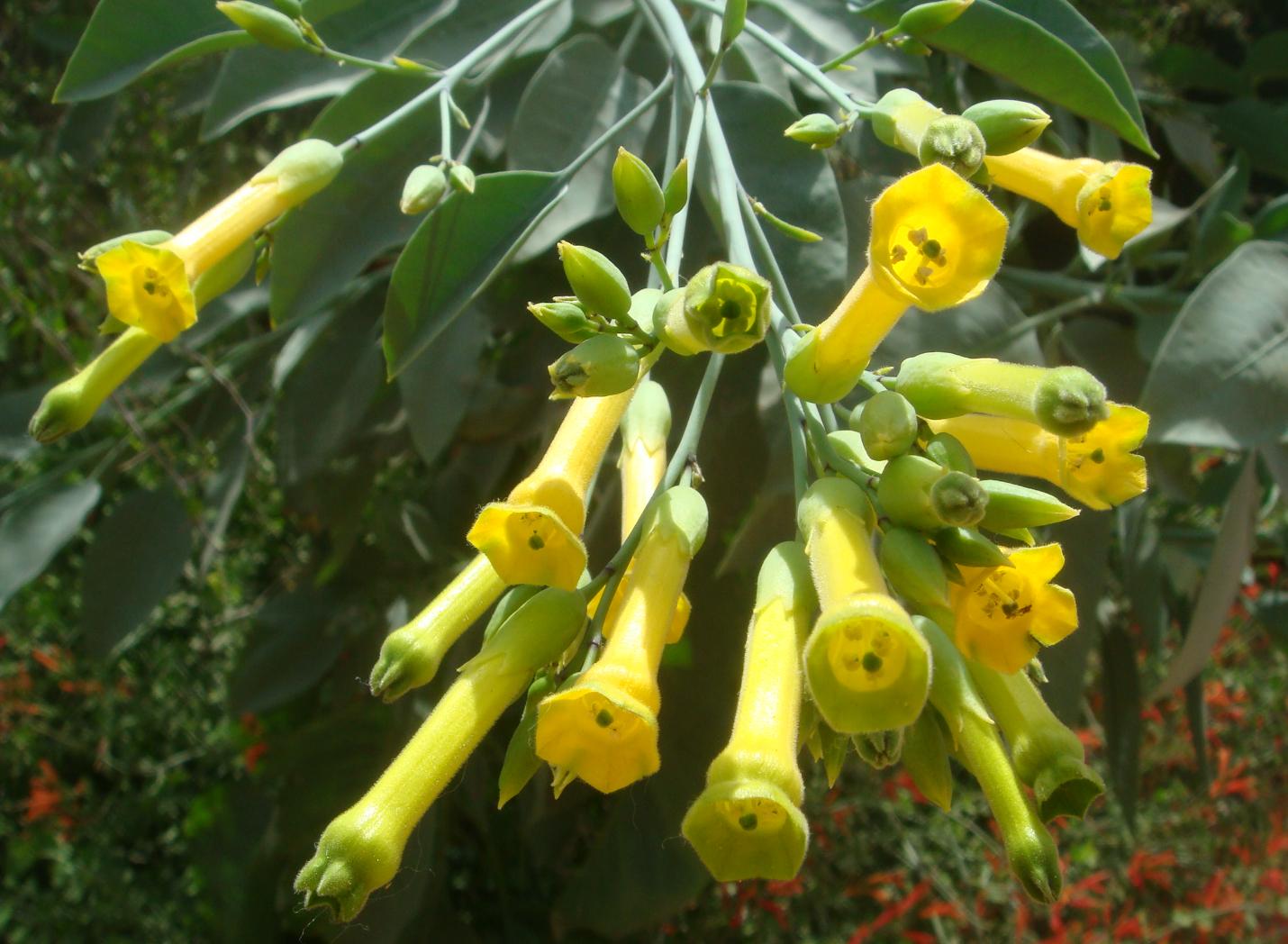Cây hoa nicotiana 