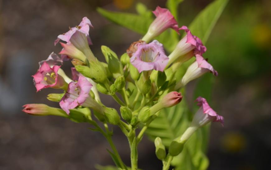 Cây hoa nicotiana 