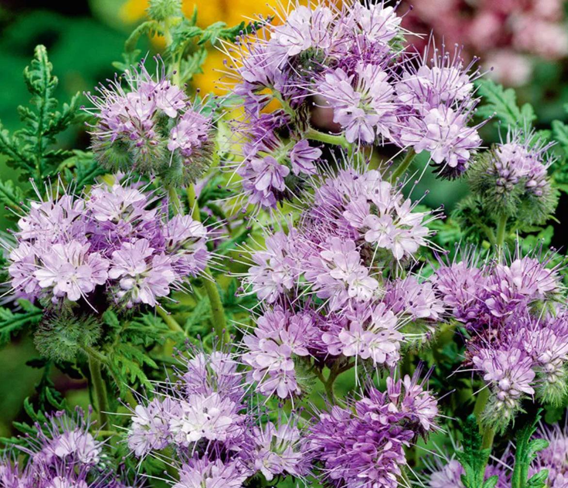 Cây hoa phacelia