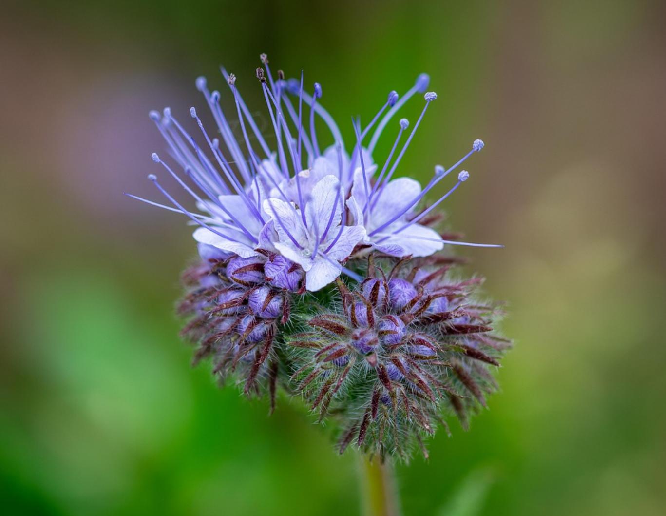 Cây hoa phacelia
