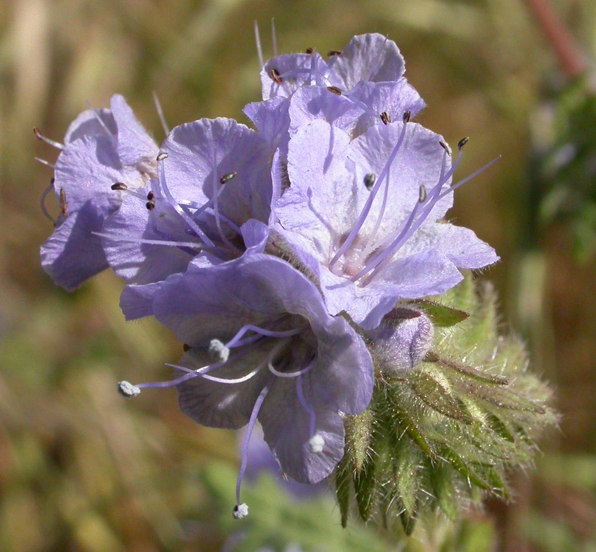 Cây hoa phacelia