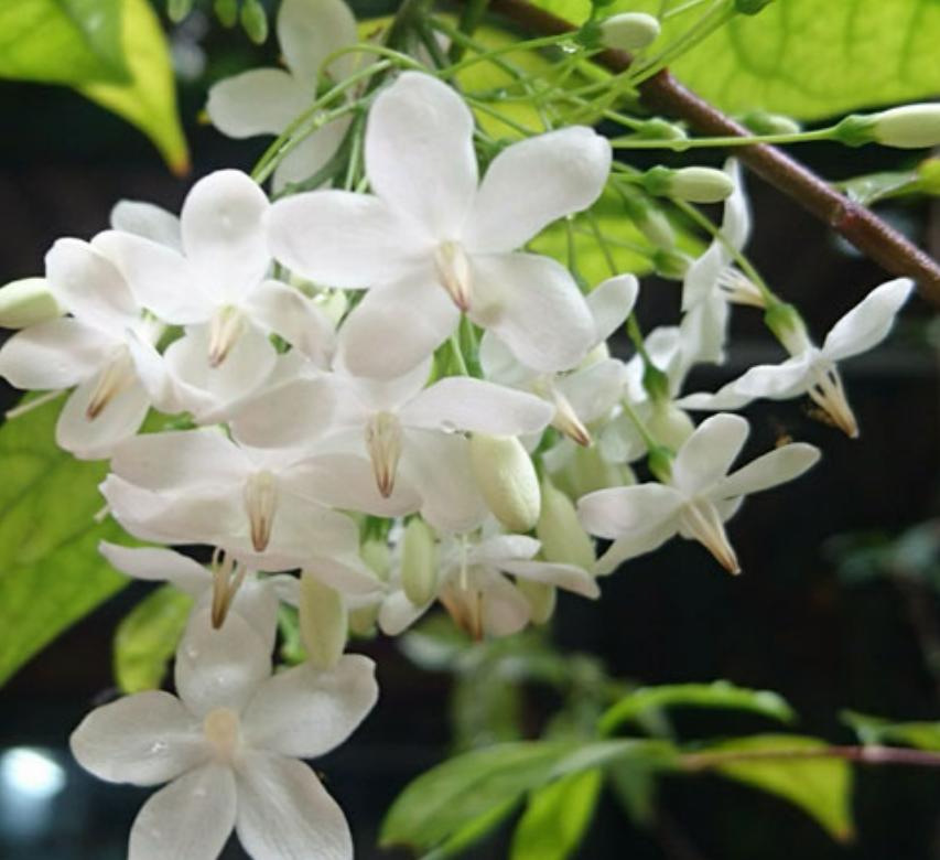 Cây hoa mai chiếu thủy