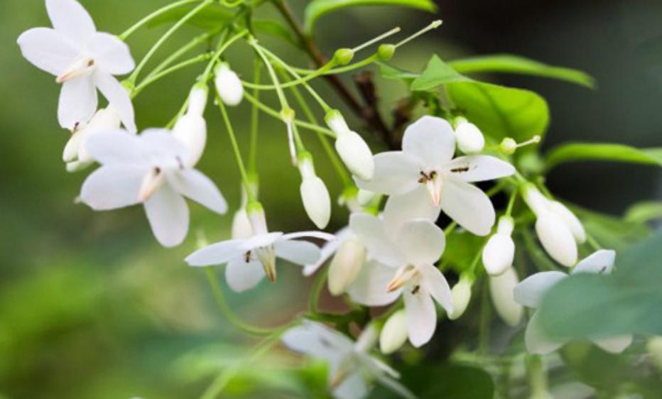 Cây hoa mai chiếu thủy