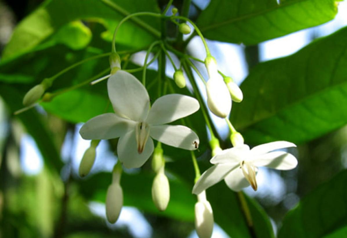 Cây hoa mai chiếu thủy