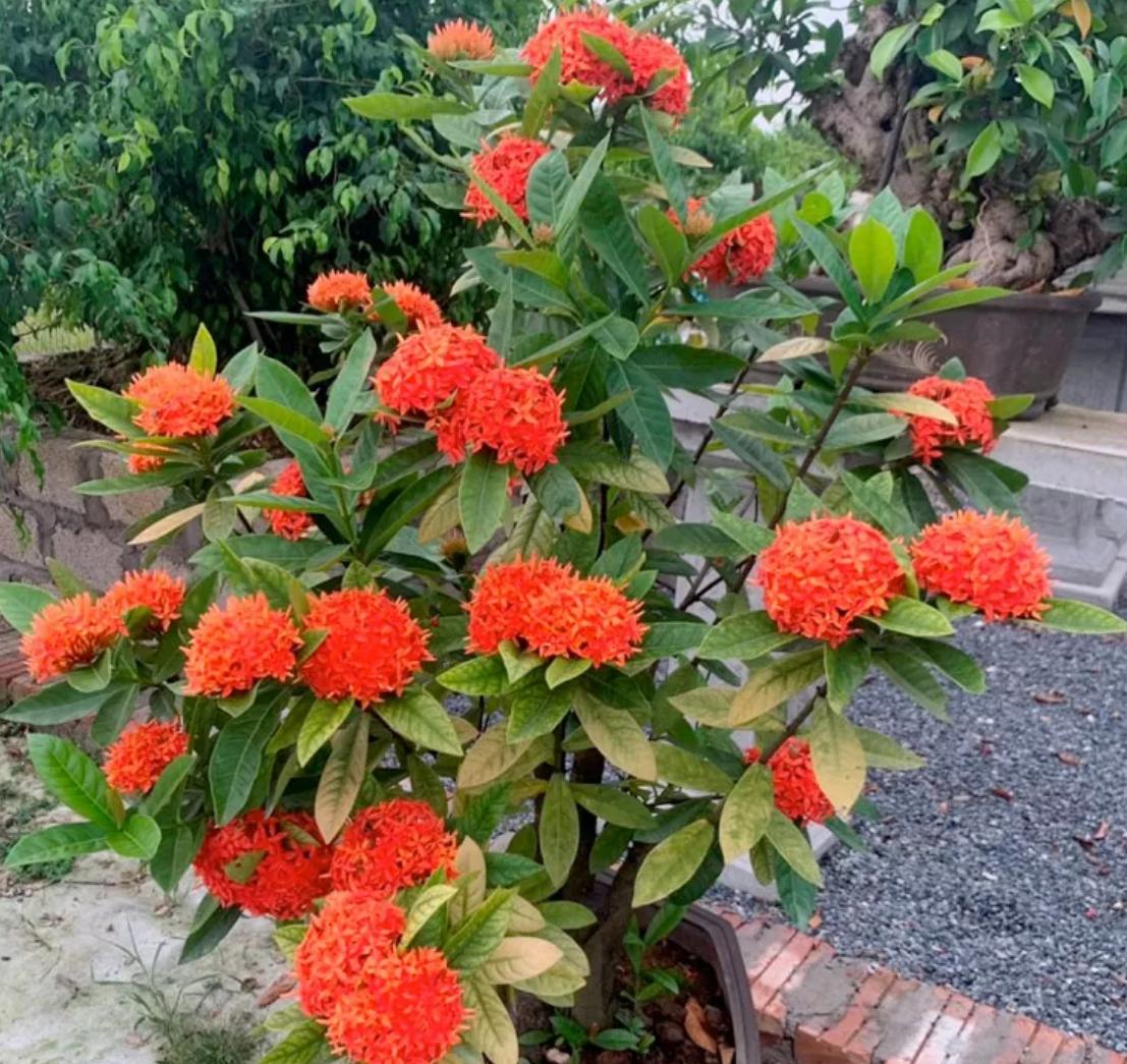 Cây hoa mẫu đơn đỏ