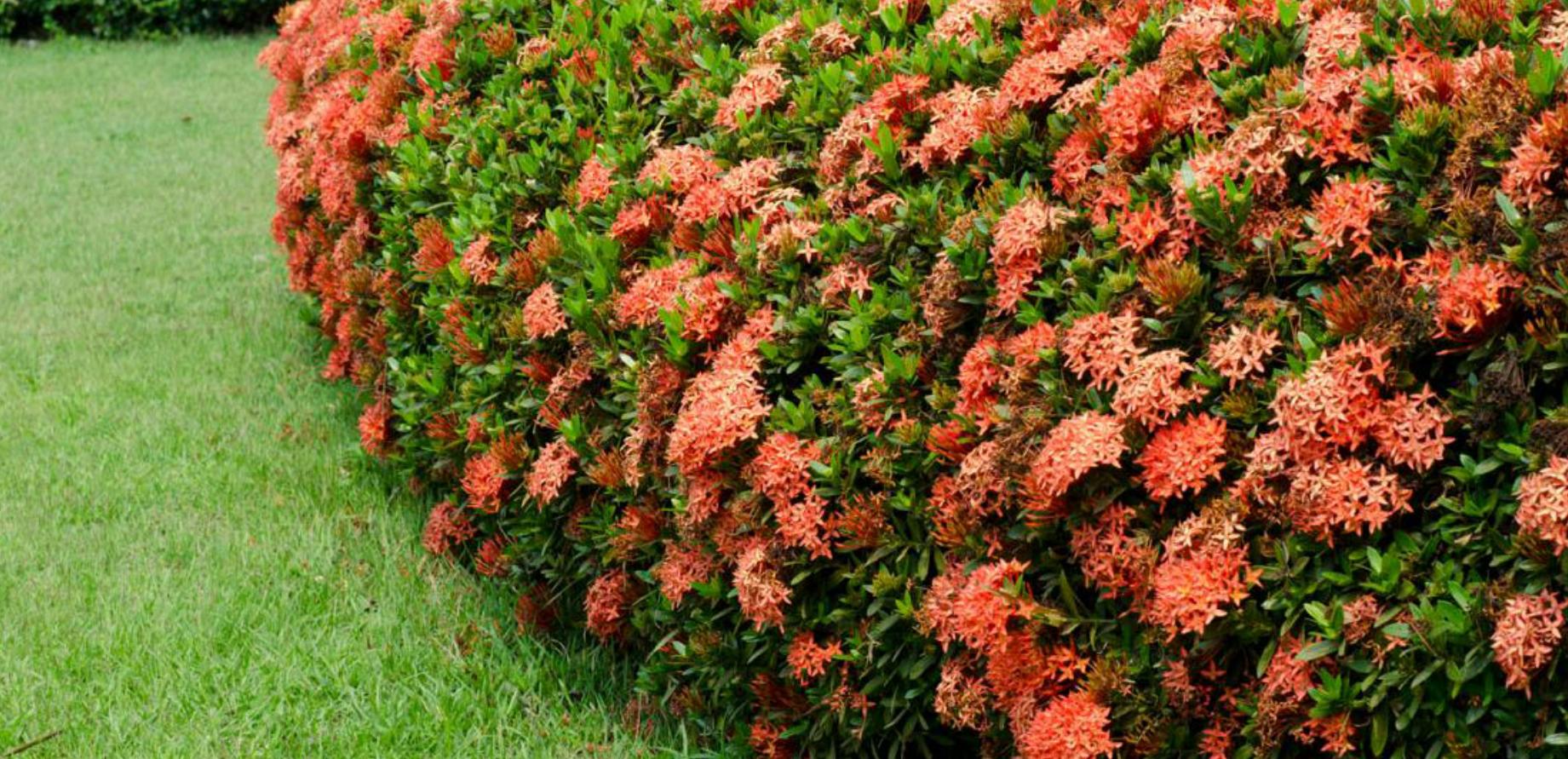 cây hoa mẫu đơn