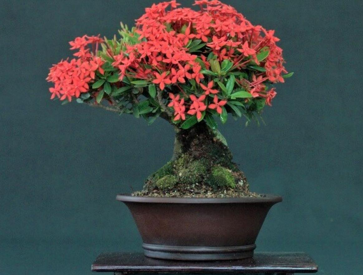 cây hoa mẫu đơn