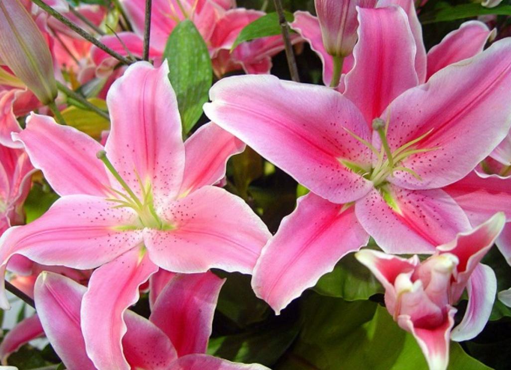 Cây hoa bách hợp hồng