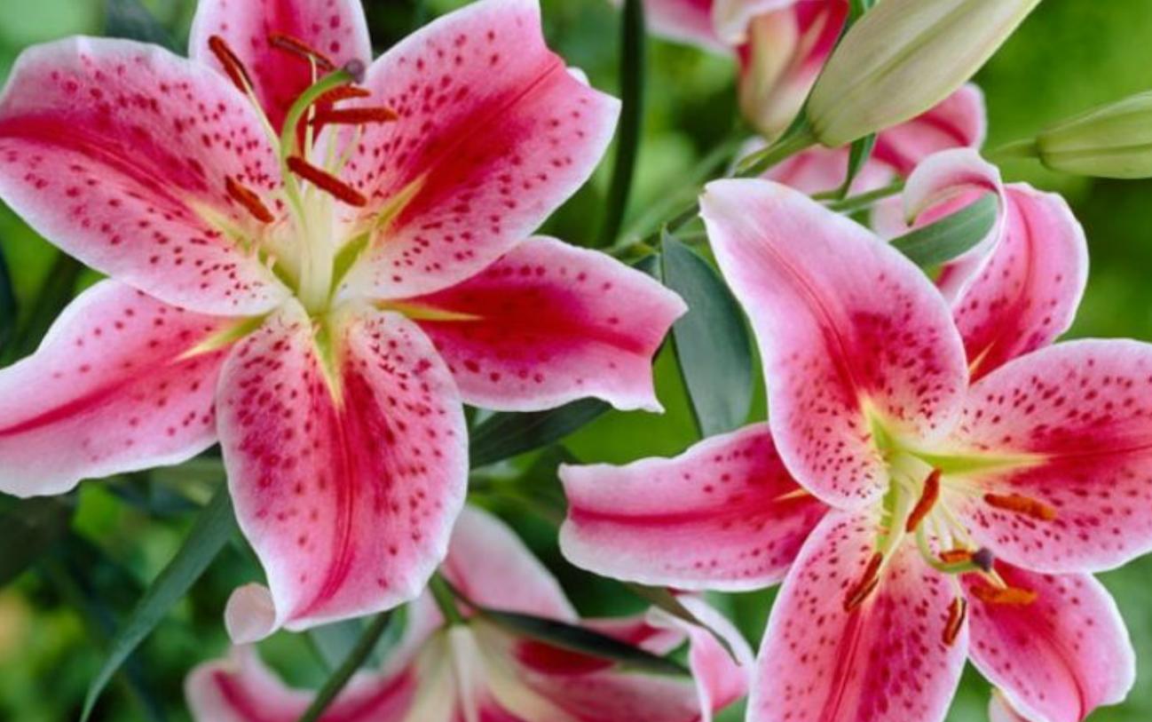 Cây hoa bách hợp hồng