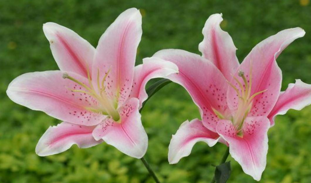 Cây hoa bách hợp hồng