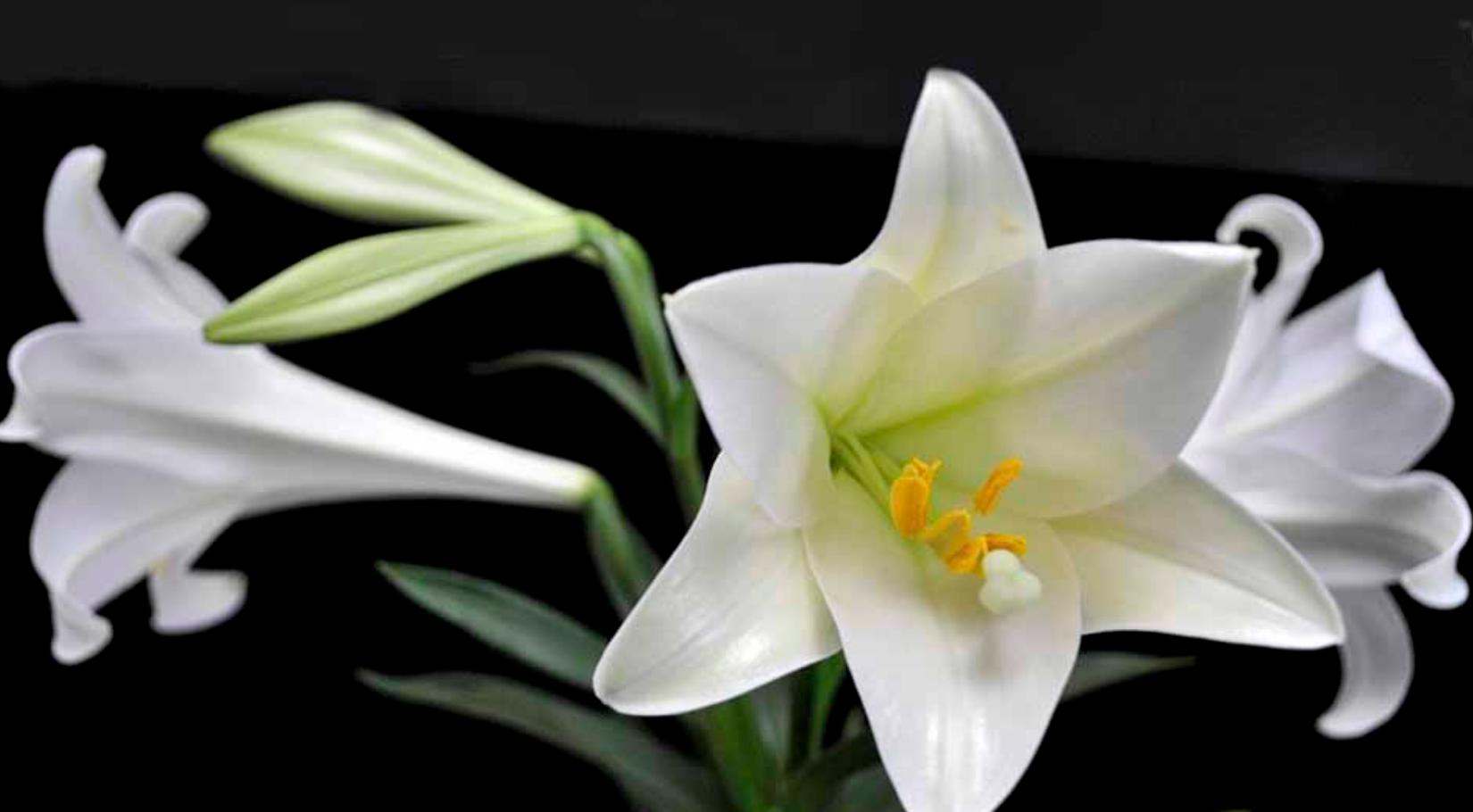 cây hoa bách hợp trắng 