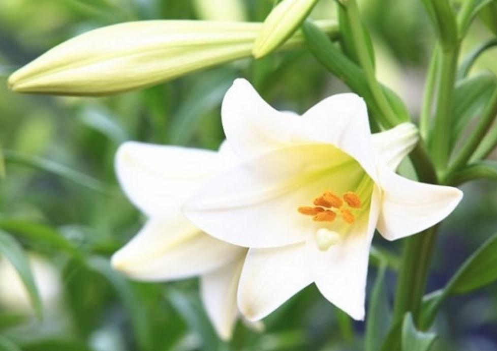 cây hoa bách hợp trắng 