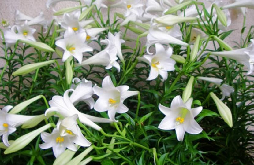 cây hoa bách hợp trắng 