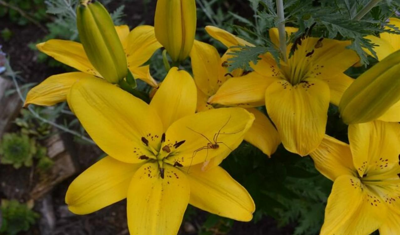 Cây hoa bách hợp vàng