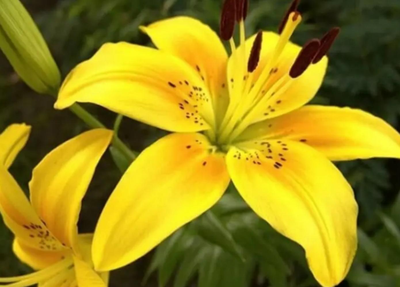 Cây hoa bách hợp vàng