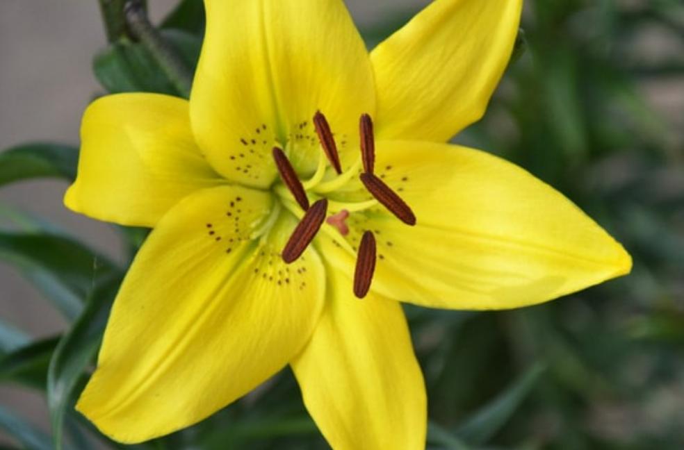 Cây hoa bách hợp vàng