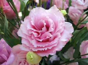 Cây hoa cát tường