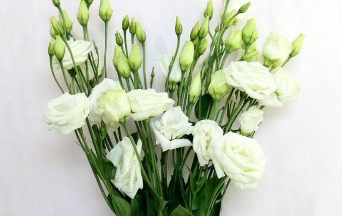 Cây hoa cát tường trắng