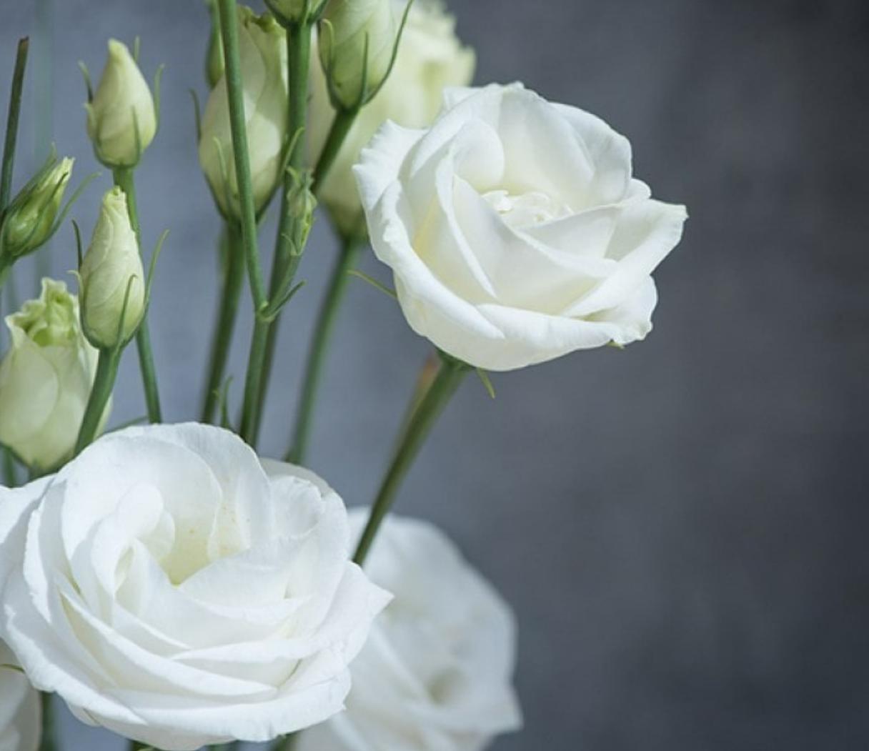 Cây hoa cát tường trắng