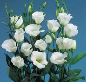 Cây hoa cát tường trắng