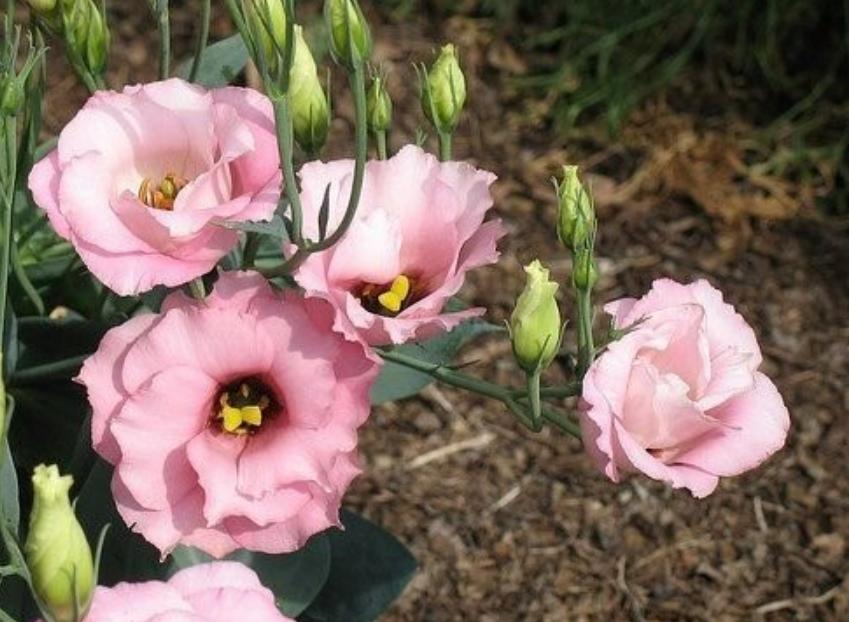 Cây hoa cát tường