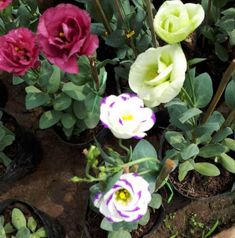 Cây hoa cát tường