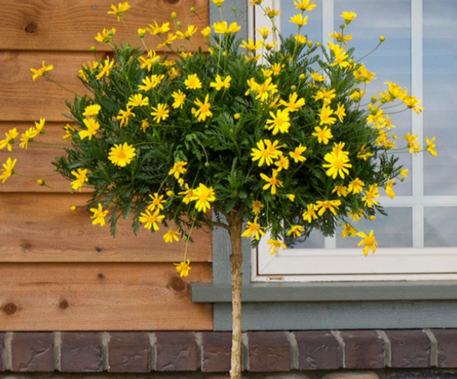 Cây hoa cúc trường thọ 