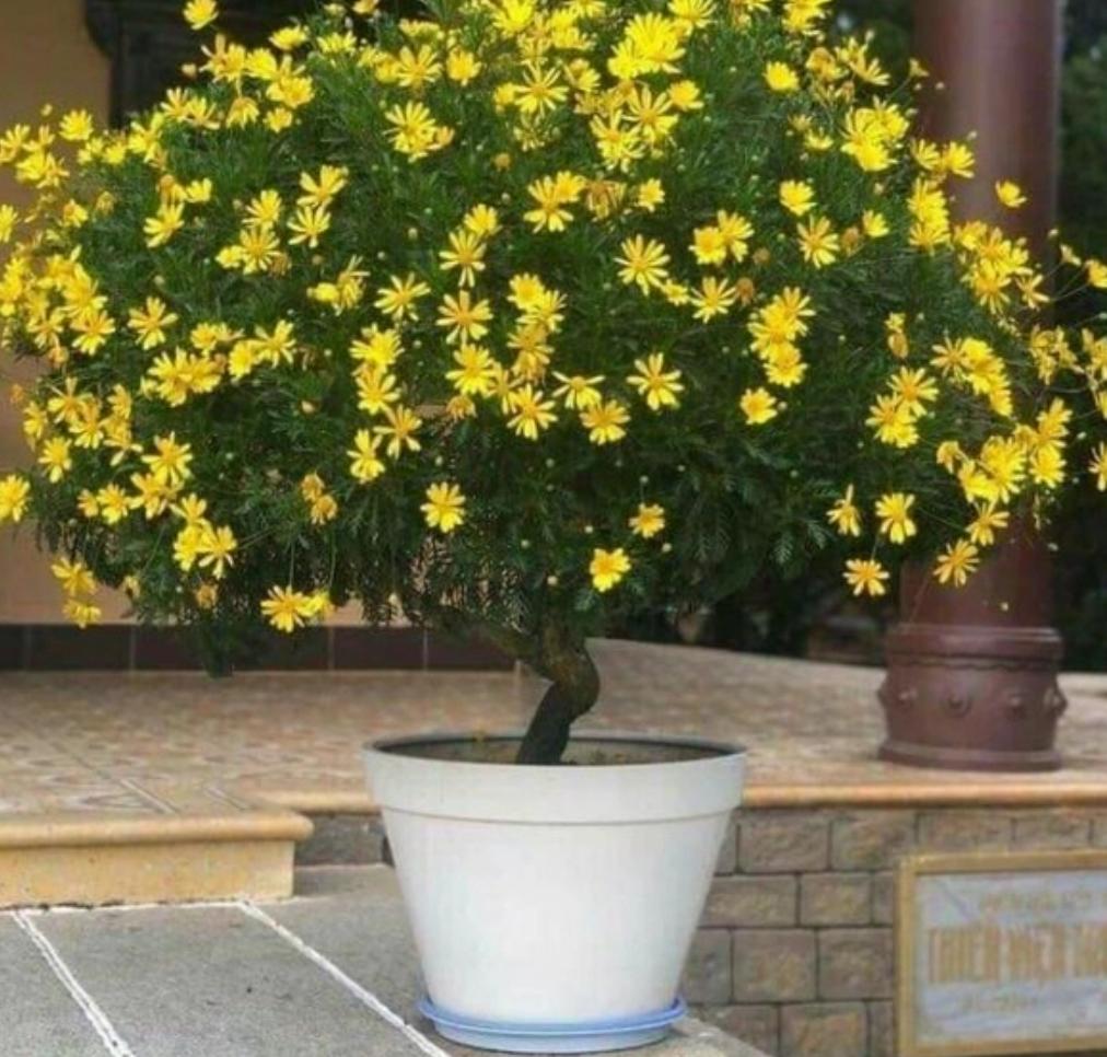 Cây hoa cúc trường thọ 