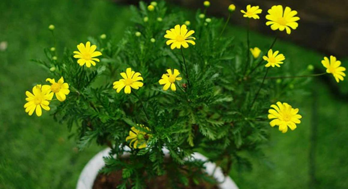 Cây hoa cúc trường thọ 