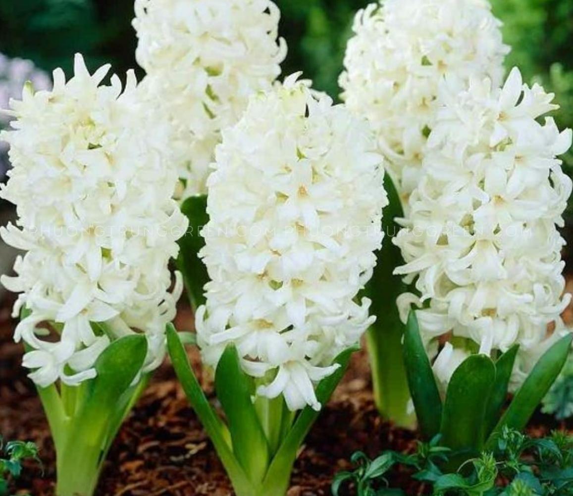 Cây hoa dạ lan hương trắng