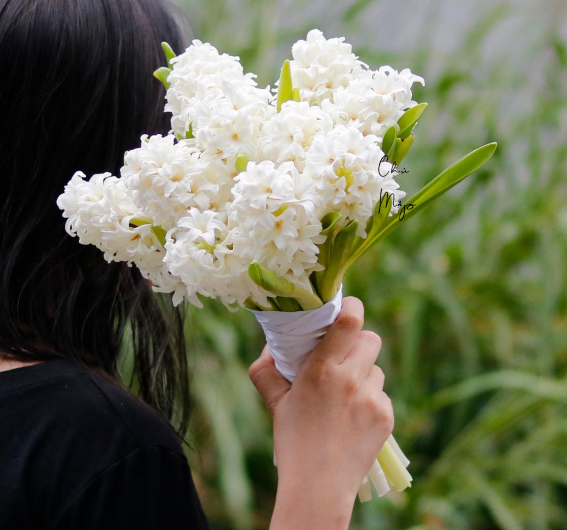 cây hoa dạ lan hương trắng