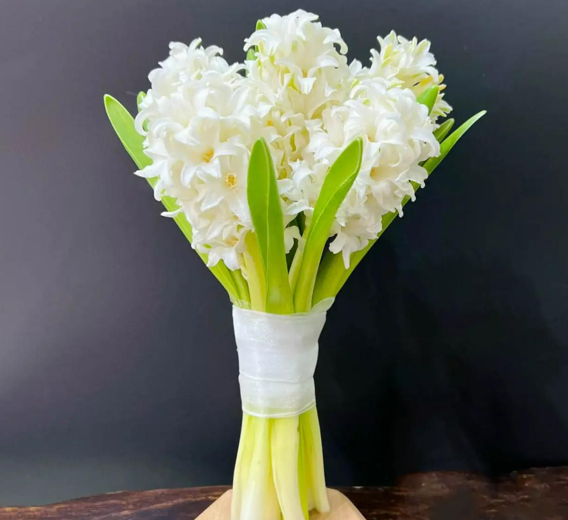 cây hoa dạ lan hương trắng