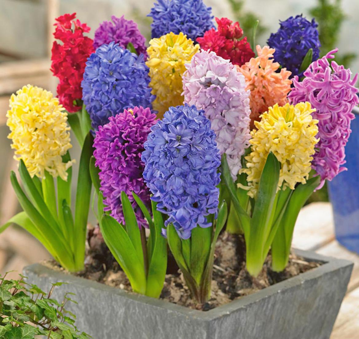 cây hoa dạ lan hương