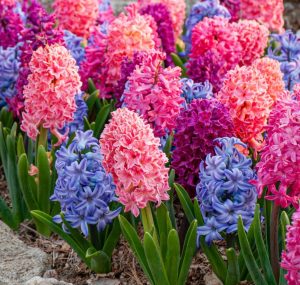 Cây hoa dạ lan hương