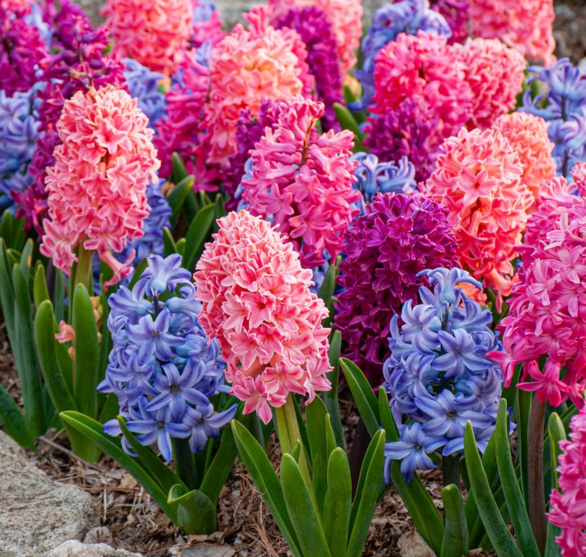 Cây hoa dạ lan hương