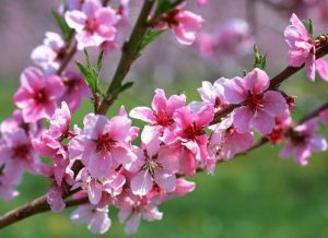 Cây hoa đào
